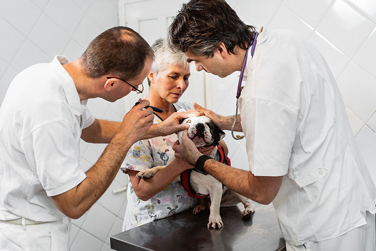 cityvet-opthalmology-specialist-care