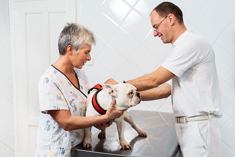 cityvet-treatment-and-examination-of-musculoskeletal-diseases
